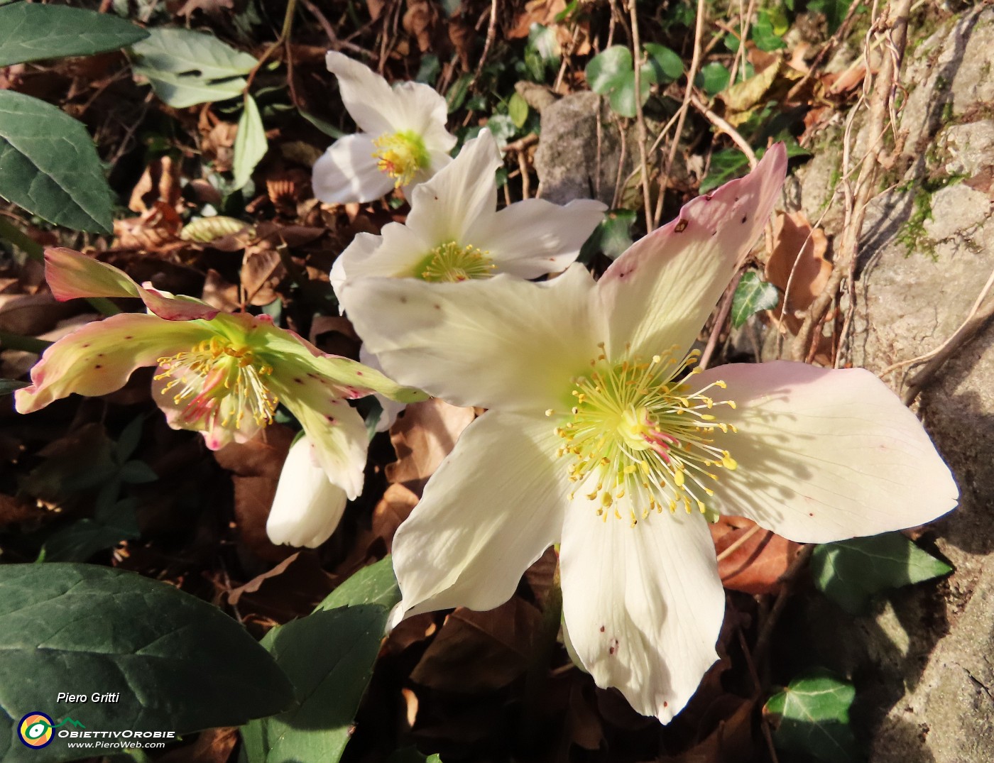 10 Elleborus niger (Ellebori) in fiore .JPG